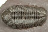 Glassy Austerops Trilobite - Jorf, Morocco #328585-1